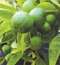 北カリフォルニア徳島県人会 阿波っ子の会