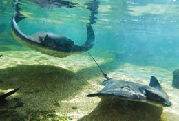 触れ合いスポットもあるエイの水族館 Marine-life Exhibit at Manta